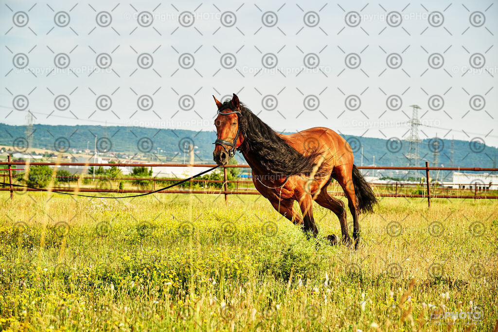 308_202406_Niki-Herodes_NZ9_0262 | proPHOTO - Realisiert mit Pictrs.com