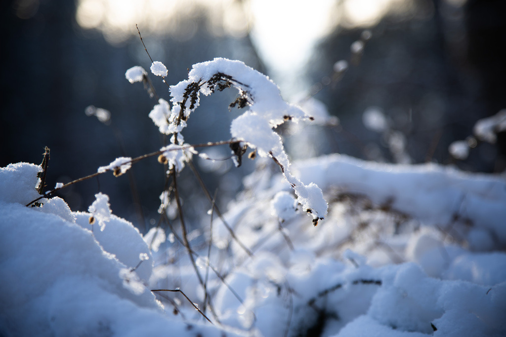 Winterwald Neumühle | Entdecke die Wildnis der Küstenregion Nordwestmecklenburgs mit neuen Augen, Ohren und offenem Herzen. Begleite mich auf meinen Expeditionen in die Natur, in den Wald und ans Wasser. - Realisiert mit Pictrs.com
