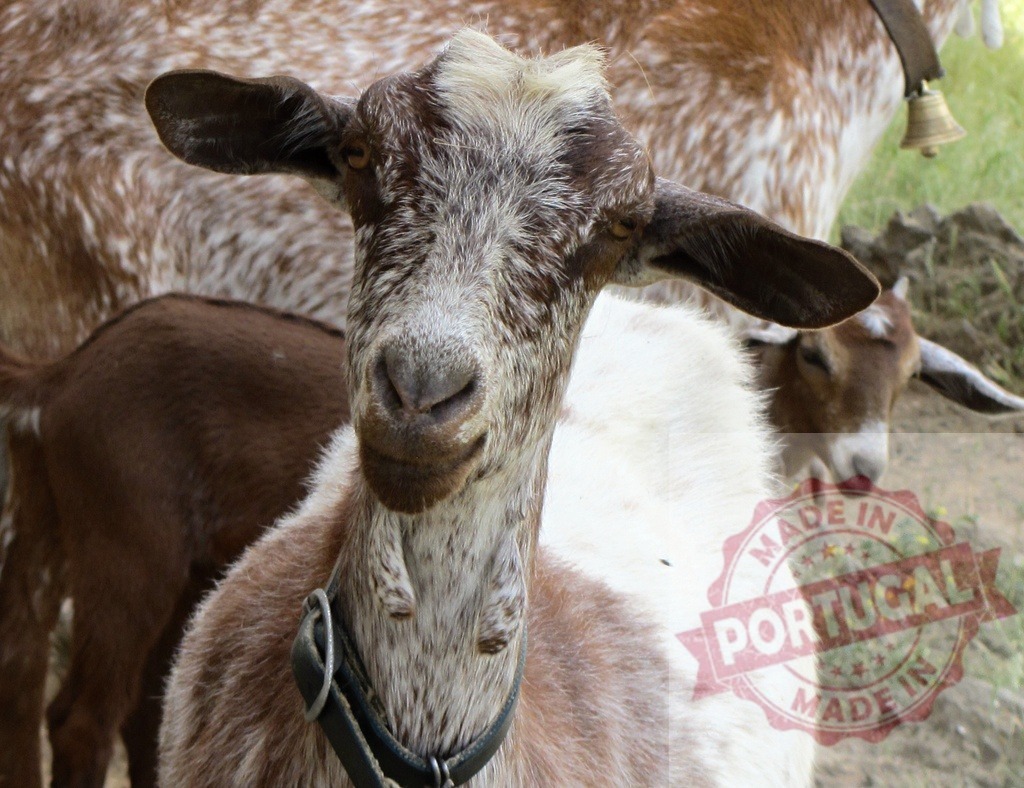 Portrait of a brown and white goat looking at camera | Brown and white goat wearing a collar, looking directly at the camera outdoors - Realized with Pictrs.com