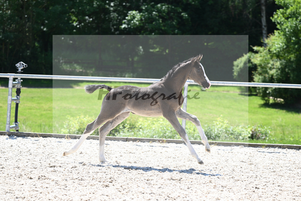 Kat-Nr. 27 SF Expresso_Lechner_16230449 | hf-fotografie - Realisiert mit Pictrs.com