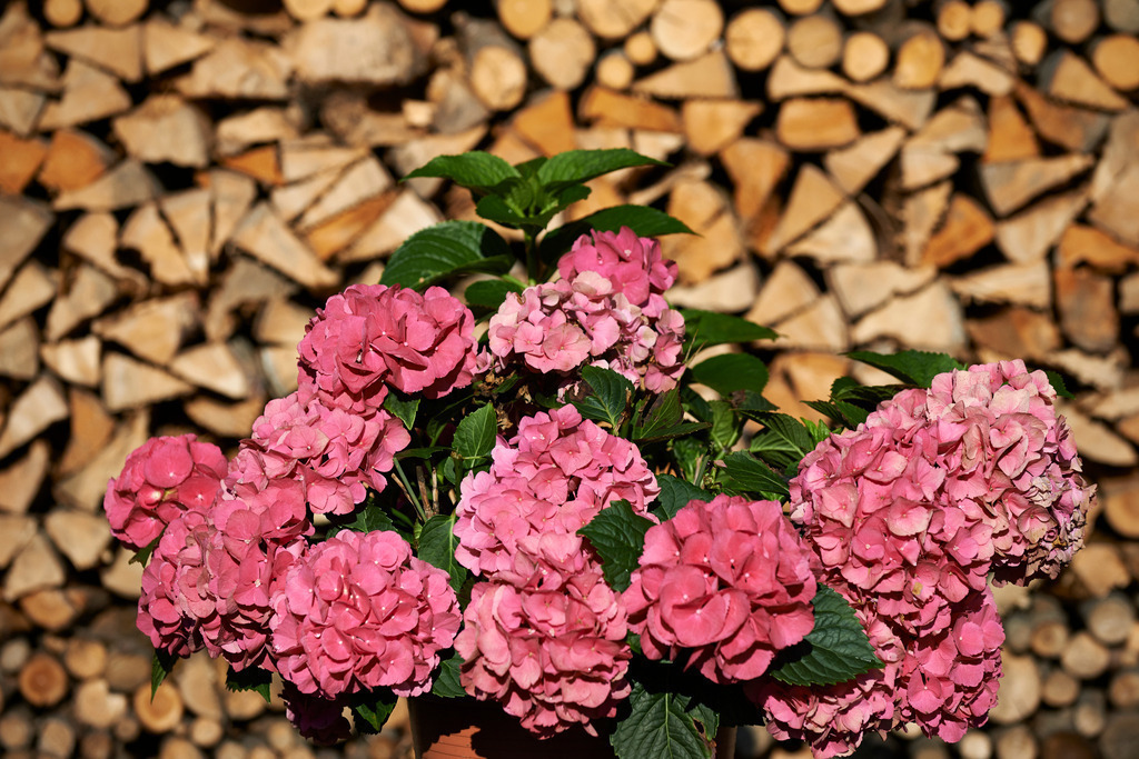 Blumen vor Brennholz | Schwarzenberg, Austria - August 04, 2014: Blumenschmuck  vor einem Stapel Brennholz. - Realisiert mit Pictrs.com