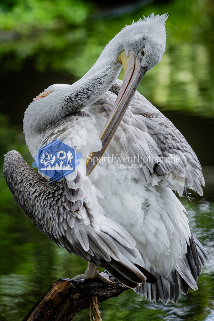 IMG_5956 | SportEventFotografie - Roman Stoiber