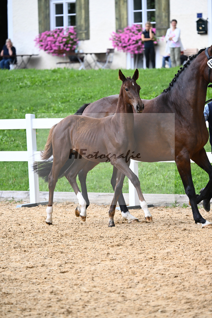Kat-Nr. 15 Valenziano x Bailando_HLG Schwaiganger_27140573 | hf-fotografie - Realisiert mit Pictrs.com