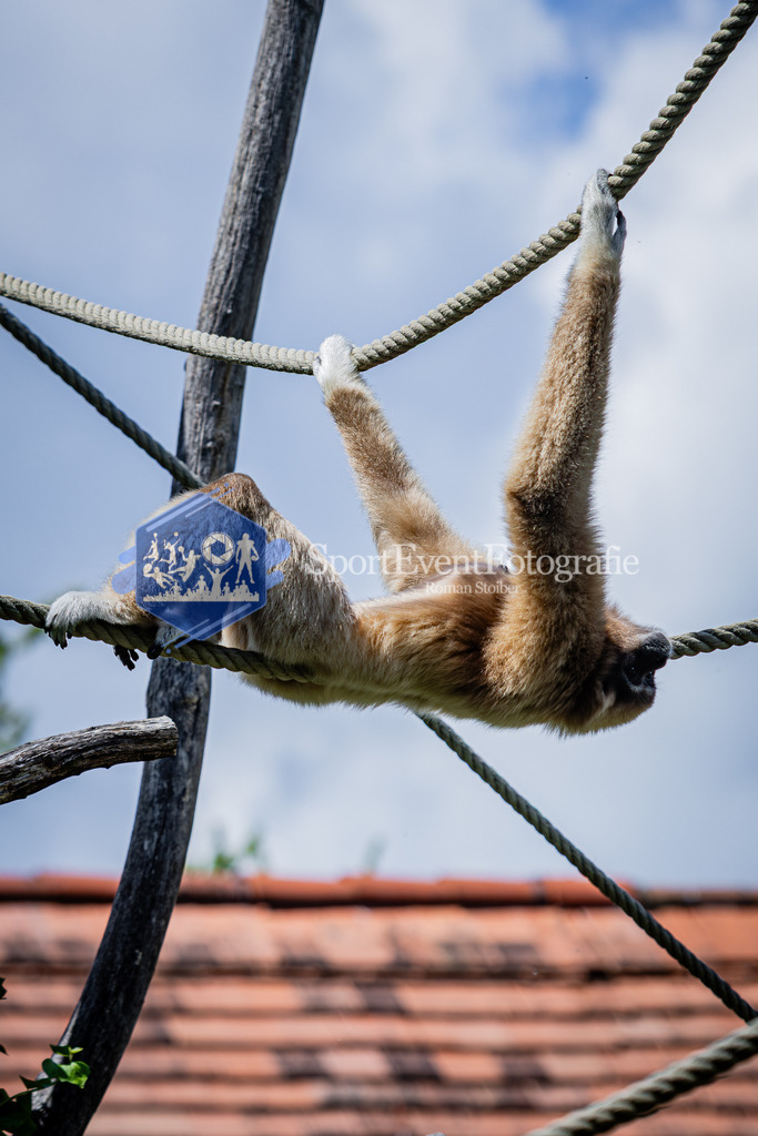 IMG_6669 | SportEventFotografie - Roman Stoiber