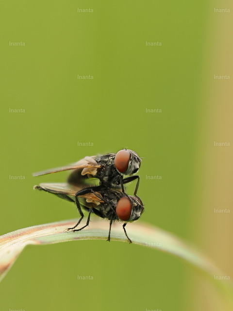 Hausfliegen (Musca domestica) | Die Hausfliege (Musca domestica), auch Stubenfliege genannt, ist eine 6–9 mm große, grau-schwarz gefärbte Fliege mit charakteristischen Längsstreifen auf dem Brustschild. Sie gehört zur Familie der Echten Fliegen und ist weltweit in der Nähe des Menschen verbreitet. –  – The Housefly (Musca domestica) is a 6–9 mm grayish-black fly with characteristic longitudinal stripes on the thorax. It belongs to the family Muscidae and is found worldwide in close association with humans. - Realisiert mit Pictrs.com