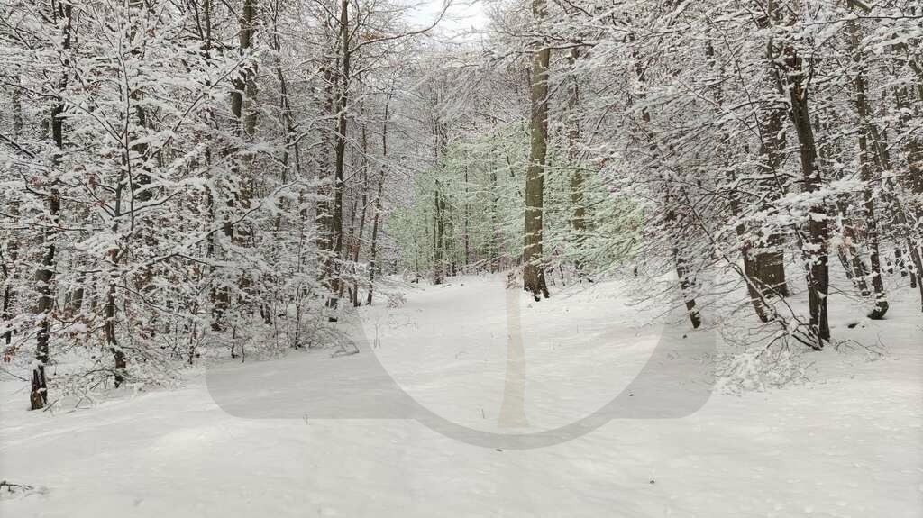 IMG_20210126_115011 | pfalznatur - Realisiert mit Pictrs.com