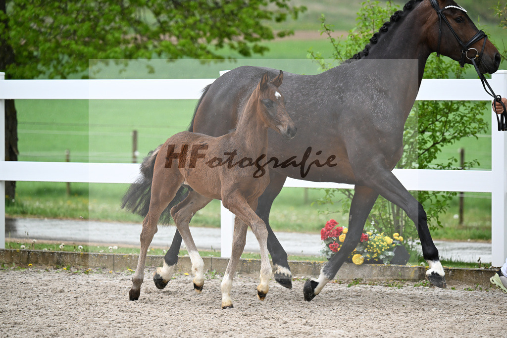 Kat-Nr. 31 HF St. Noble x Sezuan_Fetzer_23261187 | hf-fotografie - Realisiert mit Pictrs.com