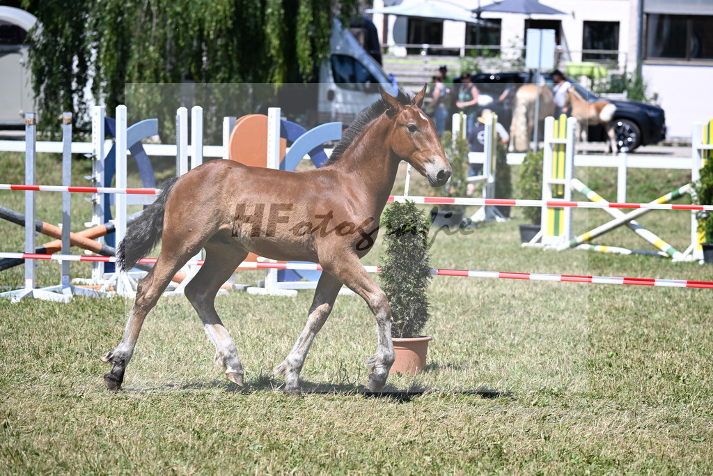 Kat-Nr. 28 HF v. Sir Lueftenegg x Navajo_Neumaier_22250642 | hf-fotografie - Realisiert mit Pictrs.com