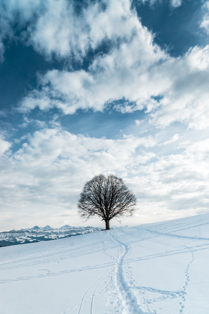 Einsamer Baum im Winter, Schweizer Voralpen | Die ideale Geschenkidee für Naturliebhaber. Naturbilder von Marcel Gross Photography für ihr Zuhause in den verschiedensten Formaten und Materialien. - Realisiert mit Pictrs.com