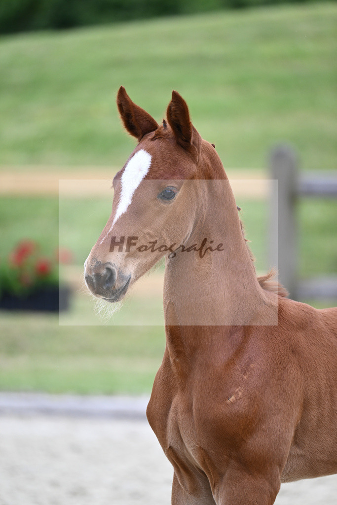 Kat-Nr. 40 HF DSP Feliciano_Eder_17230457 | hf-fotografie - Realizzato con Pictrs.com