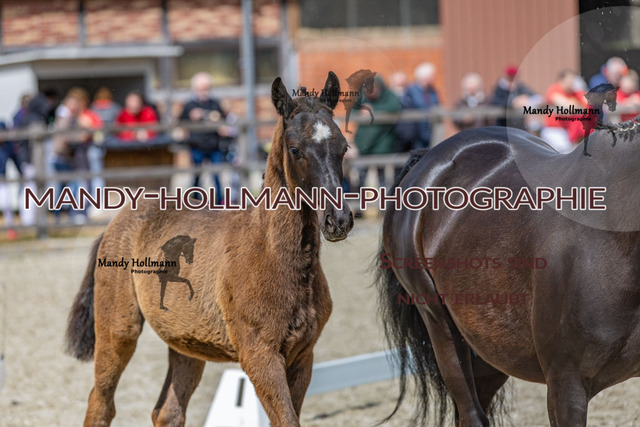 25-5 Fohlenschau Höven 1 (2916) | mandyhollmannphotographie