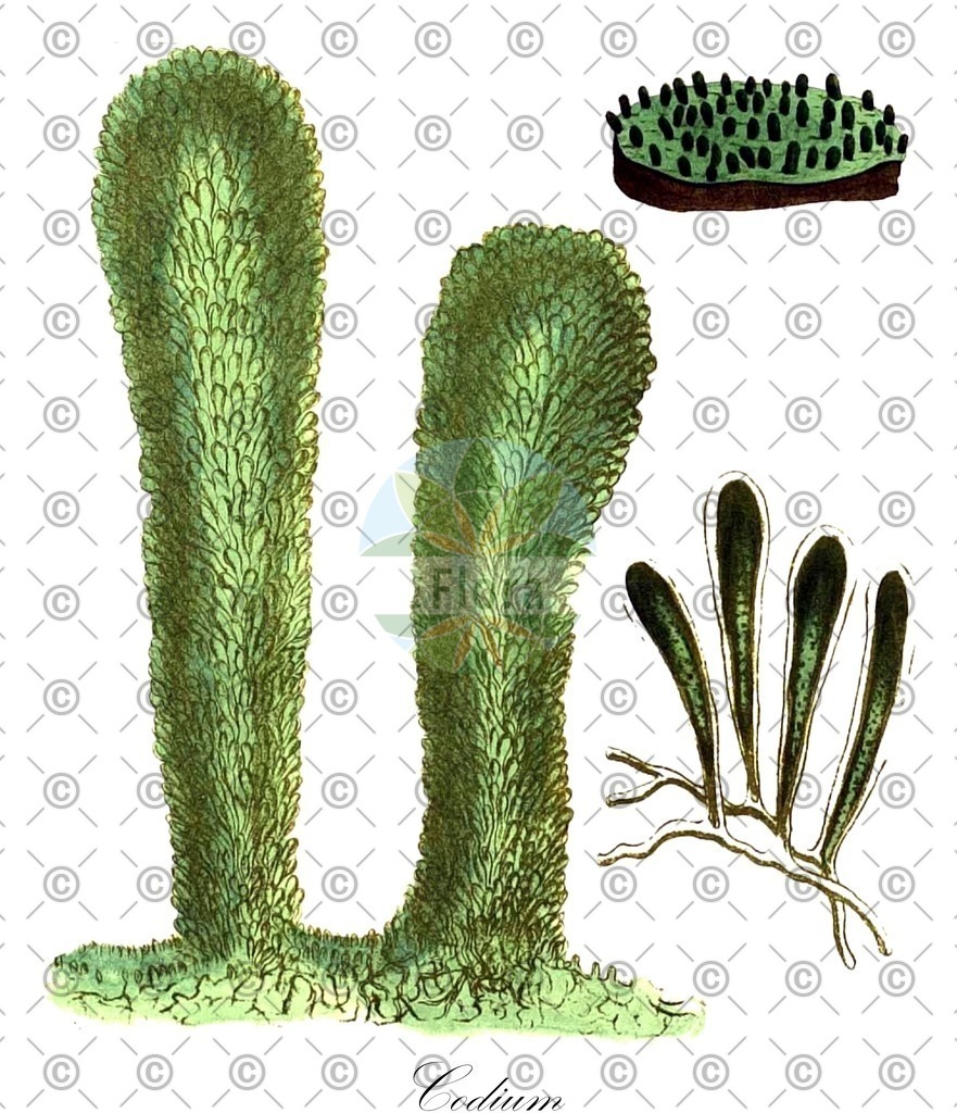 HistAbb_3RRQ_5_ENZY_Simple | Historische Abbildung von Codium - Codiaceae (0) | Historical Illustration of Codium - Codiaceae (0)