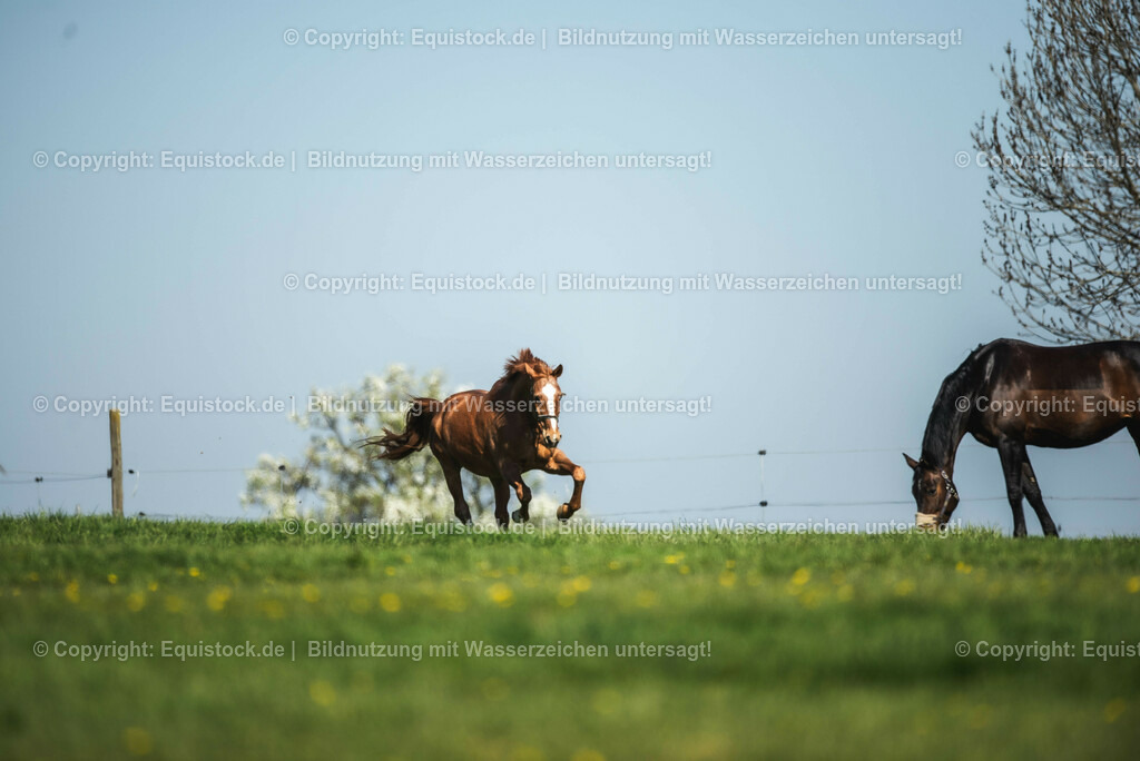 20210426_Pferd-auf-Koppel_0006 | equistock