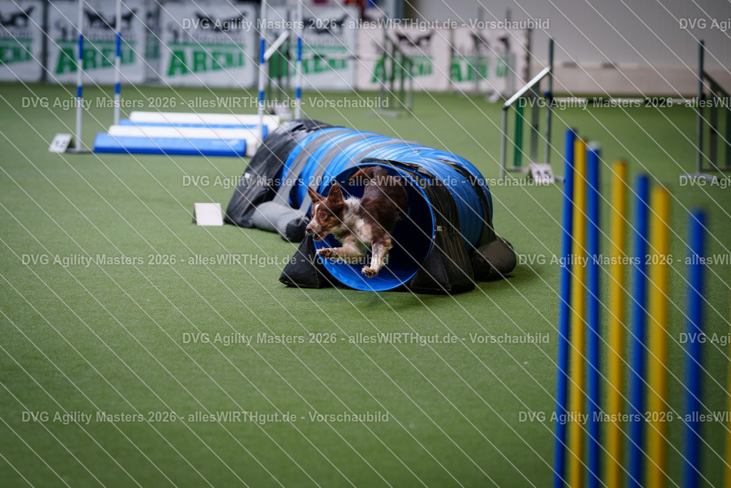 allesWIRTHgut_Tierfotografie-DVG_Agility_Masters_2026-11_26-7R501735 | Professionelle Tierfotografie in Mönchengladbach von Daniel Wirth (allesWIRTHgut). Liebevolle & natürliche Bilder von Hunden & Katzen für unvergessliche Erinnerungen.
