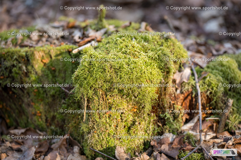 SZI05498 | #forstenriedervolkslauf #volkslauf #forstenried #forstenriedersc #yourpictrs #sportshot_your_pictrs
