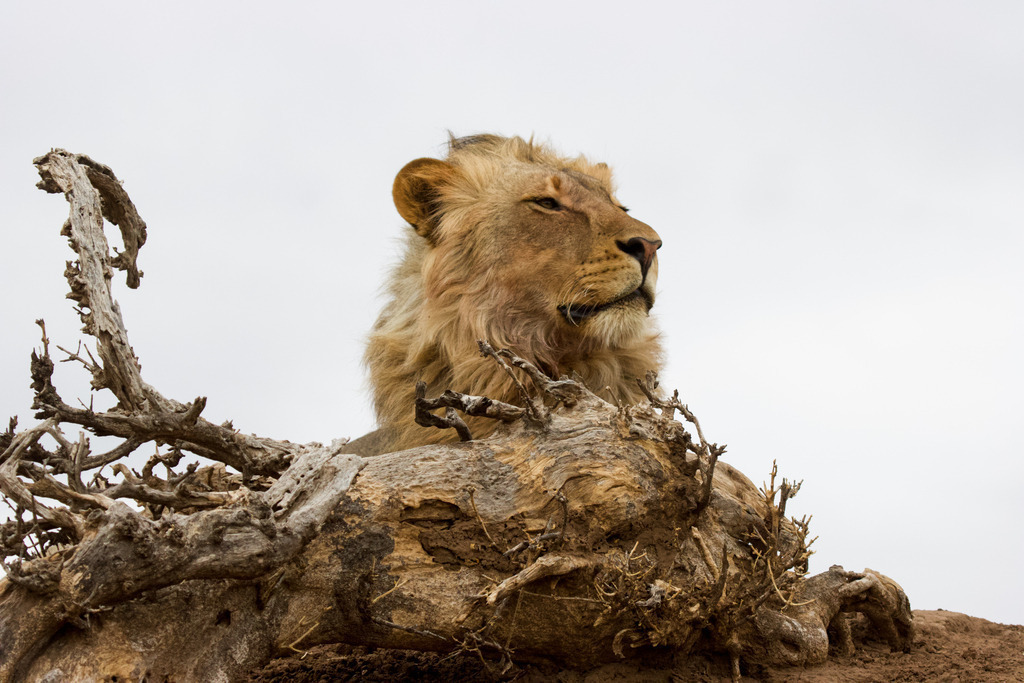 Feel the wind in my mane | nannyhoffmann - Realisiert mit Pictrs.com