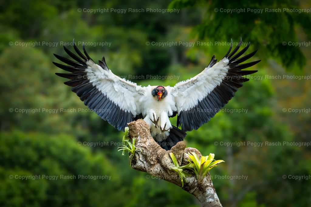 Königsgeier (23) | PeggyRaschPhotography - Realisiert mit Pictrs.com