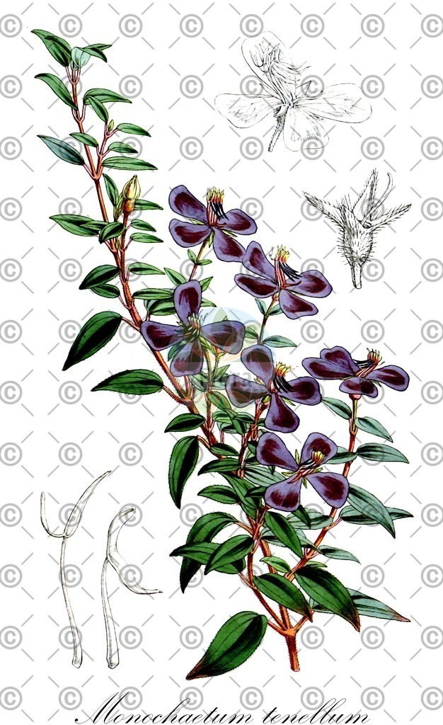 HistAbb_wfo-0001197202_1_ENZY_Simple | Historische Abbildung von Monochaetum tenellum - Melastomataceae | Historical Illustration of Monochaetum tenellum - Melastomataceae
