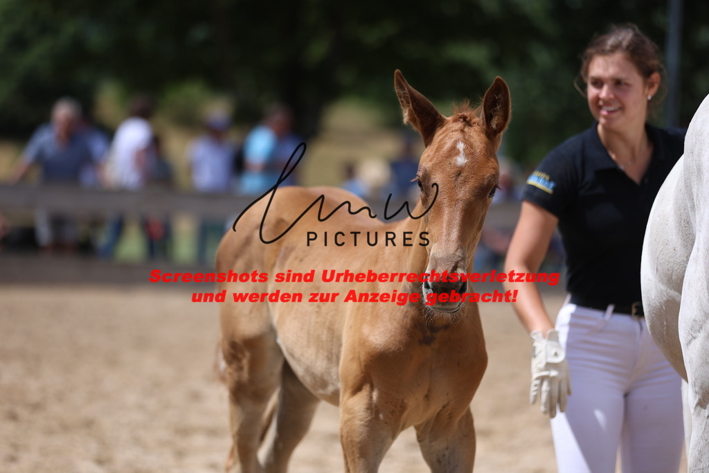 Fohlenschau_Schwäbisch_Hall_springbetonte_Fohlen_KN 27_5 | lmwpictures - Realisiert mit Pictrs.com