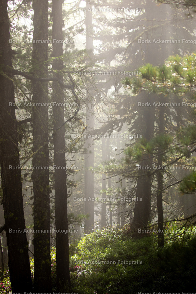 Sommerwald | den Wald riechen, den Vögeln lauschen und die Tiere beobachten...  der Sommer im Wald in Saas-Fee ist mehr als nur ein Spaziergang in der Natur