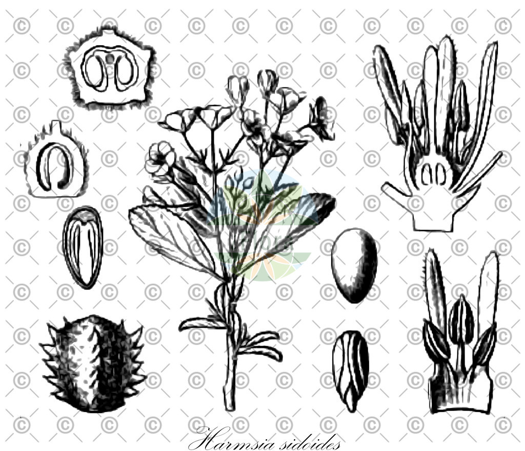 HistAbb_wfo-0000070339_1_ENZY_Simple | Historische Abbildung von Harmsia sidoides - Malvaceae | Historical Illustration of Harmsia sidoides - Malvaceae