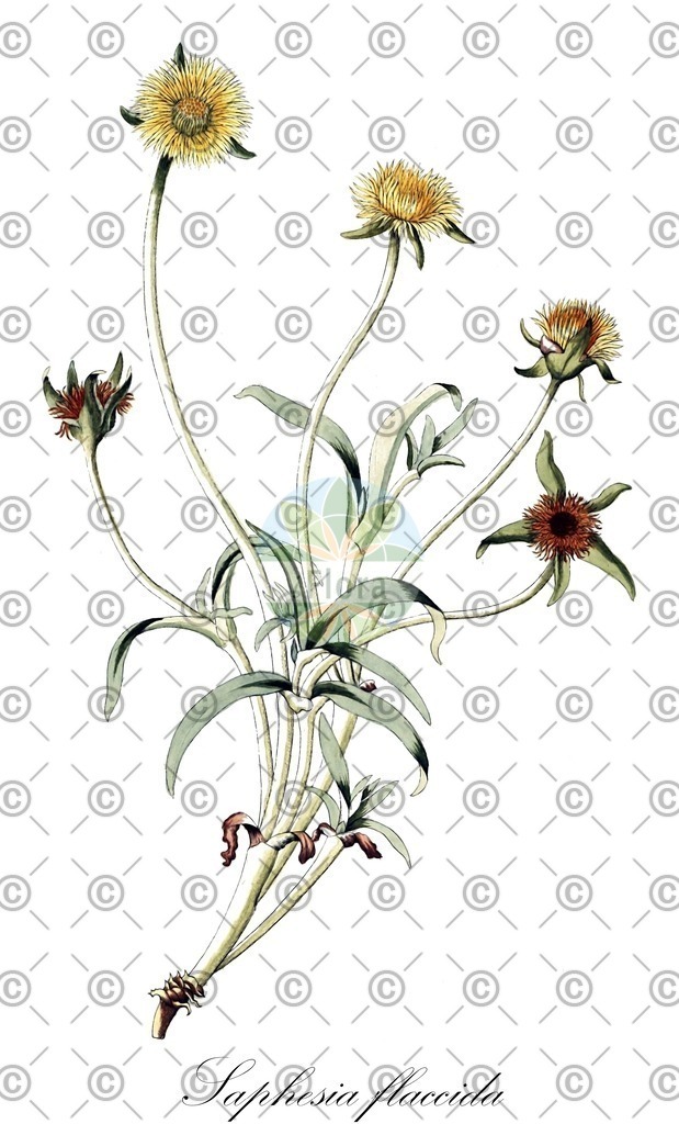 HistAbb_wfo-0000302804_1_ENZY_Simple | Historische Abbildung von Saphesia flaccida - Aizoaceae | Historical Illustration of Saphesia flaccida - Aizoaceae