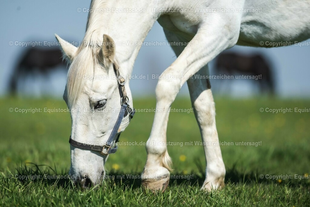 20210426_Pferd-auf-Koppel_0064 | equistock