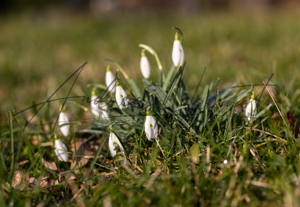 IMG_4077-1 | Andreas Namnot Fotografie, ein Leben in Bildern - Realisiert mit Pictrs.com