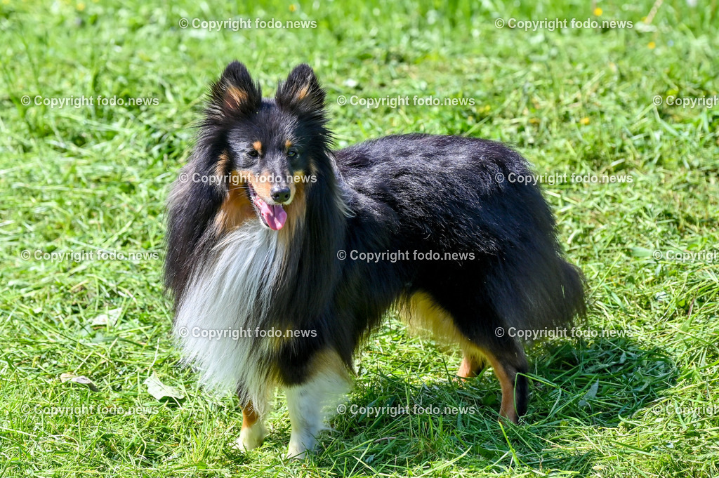 Hunde_ Shelties_ 26.05.2023-5 | 26.05.2023, Povazska Bystrica, SVK, Hund, Hunde, im Bild Dog, Hund, Sheltie, Shetland Sheepdog

Bakari, Iris, Arrigo, Ashley, Amy, Abbey