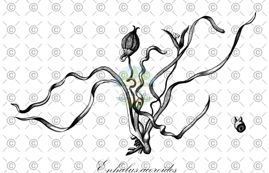 HistAbb_wfo-0000668068_1_ENZY_Simple | Historische Abbildung von Enhalus acoroides - Hydrocharitaceae | Historical Illustration of Enhalus acoroides - Hydrocharitaceae