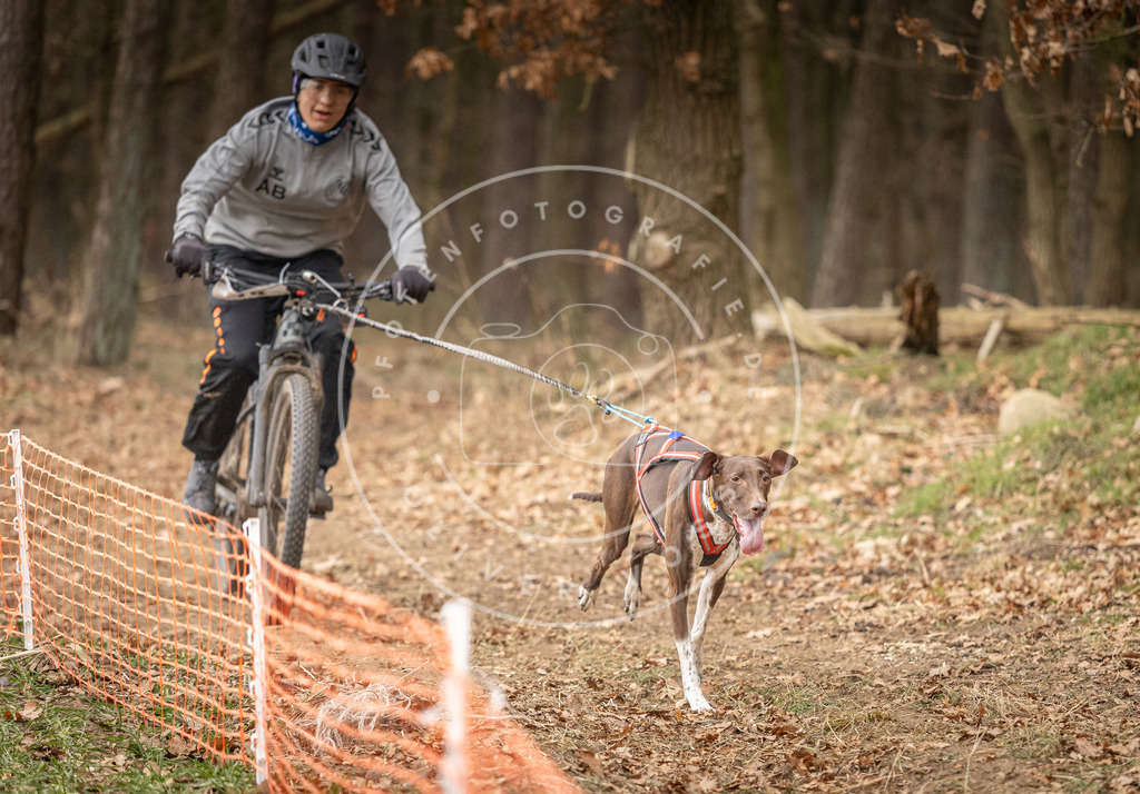 Pfotenfotografie_DV3A2831 | Hundefotografie, Tierfotograf, Pfotenfotografie, Fotoshooting Hund, Hunde Portrait, Hundesport, Hundeportraits, Heideshooting, Hunde, Sportfotograf, Hundefotograf, Turnierhundsport, THS,  - Realisiert mit Pictrs.com