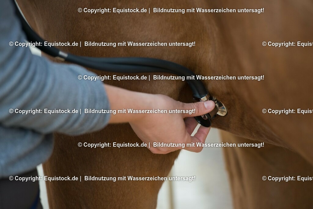 20180516_Vitalfunktionen_Pferd_0016 | equistock