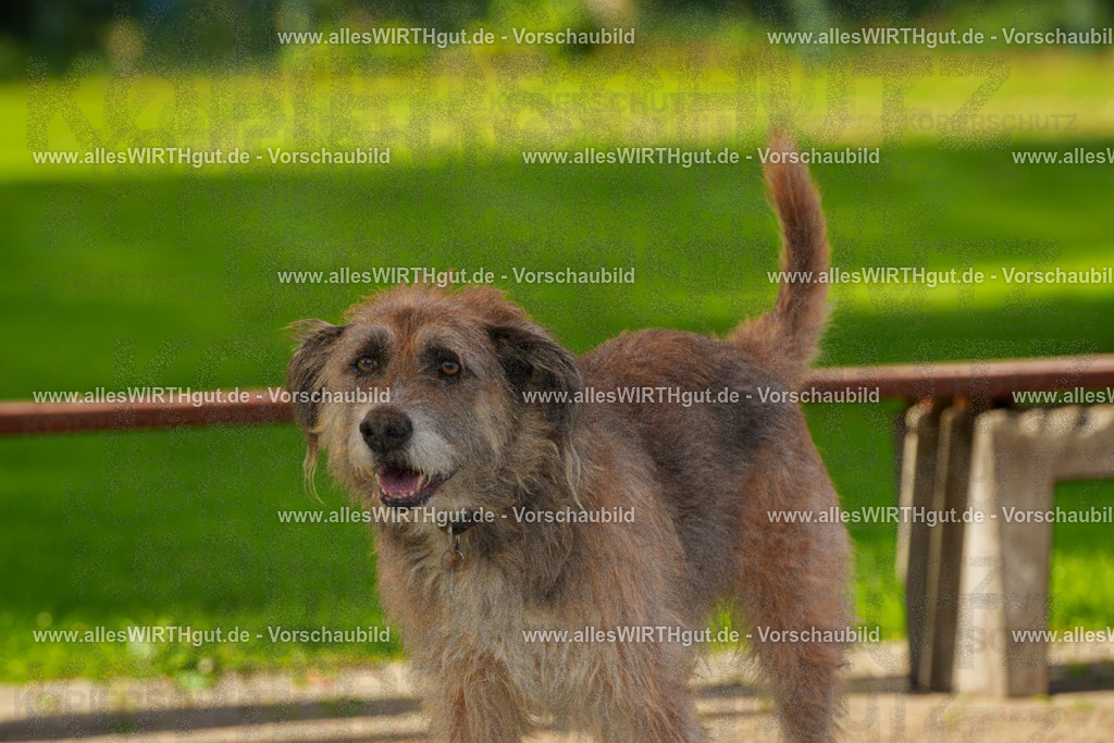 Hundeschwimmen_Grefrath_2026-allesWIRTHgut_Tierfotografie-09_51-FAY07781 | Professionelle Tierfotografie in Mönchengladbach von Daniel Wirth (allesWIRTHgut). Liebevolle & natürliche Bilder von Hunden & Katzen für unvergessliche Erinnerungen.