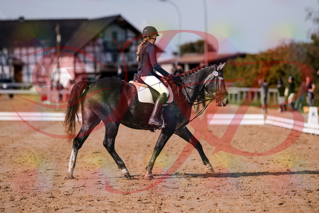2026_10_03_Siefer-Hof_120042_Z81_02802421 | Professionelle Reitsport-, Turnier- und Eventfotografie von Robert Broda. Galerien mit ausgewählten und bearbeiteten Bildern direkt online ansehen und bestellen.