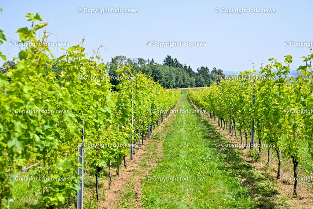 Gustergut_ WWurm_ Fruchtveredelung_ 29.06.2024-7 | 29.06.2024, St. Florian, AUT, Gustergut, WWurm, Weingut, Fruchtveredelung, im Bild Weingarten