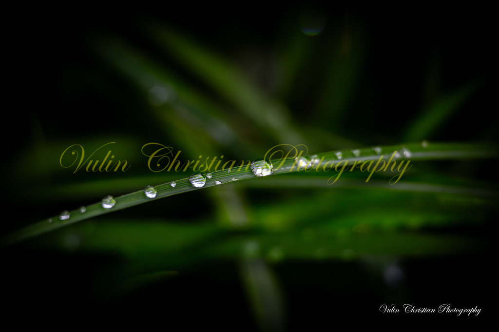 Macro 27 | Christian Vulin  - Realisiert mit Pictrs.com