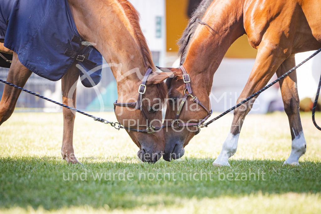 220603_CSI-Wohlde_Chillen-8 | CSI** Wohlde
Chill Out Area
03.06.2022