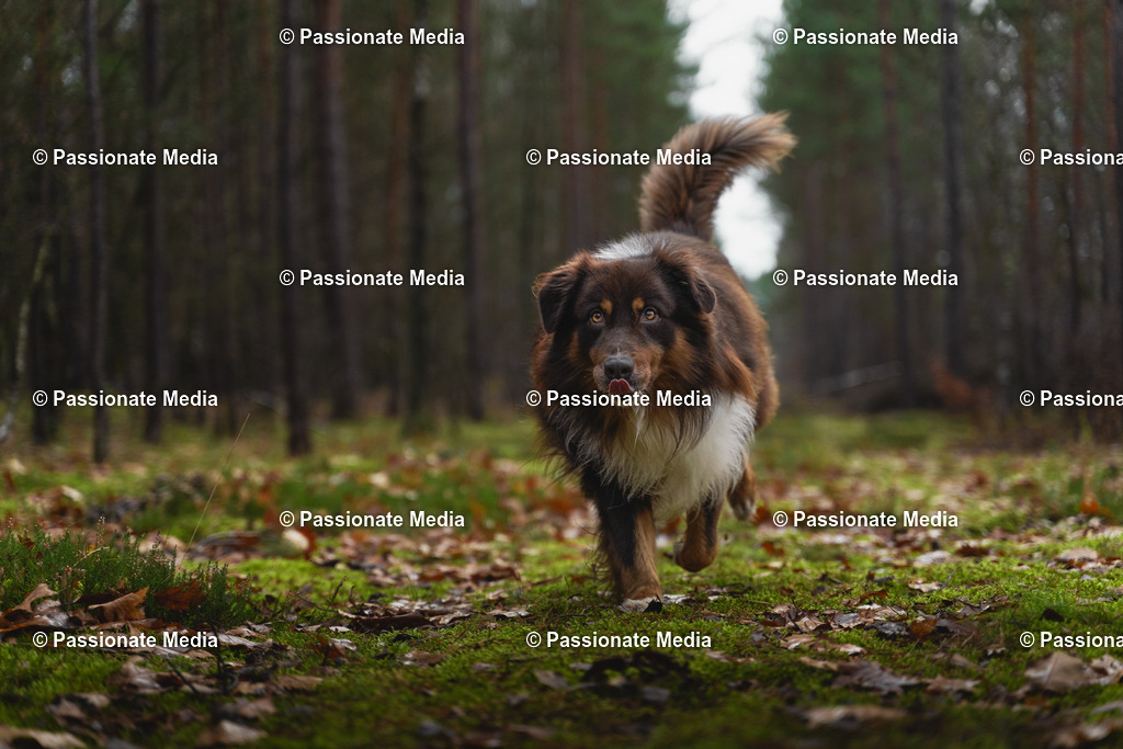 _DSC9605oL | Passionate Media, dein Fotograf aus Brandenburg, Märkisch Oderland, im Bereich Motorsport, Autos und Motorräder sowie Events und auch Hunde. Shootings oder auch Eventbegleitungen können bei mir gebucht we