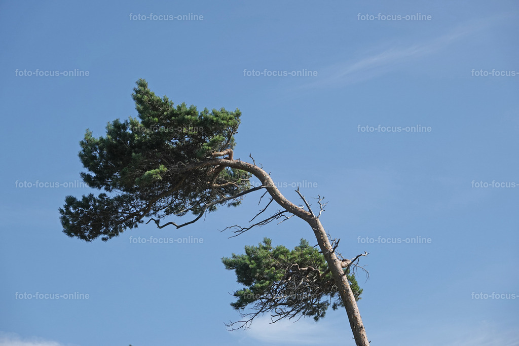 Windswept tree | wind escaper tree in sunny weather