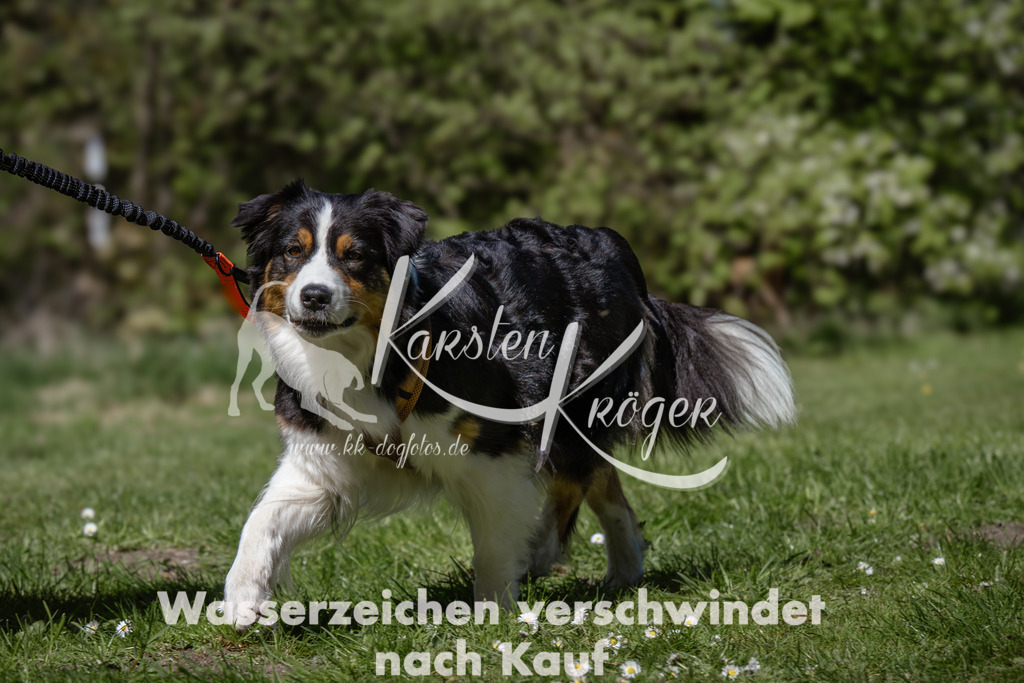 1238_ZZ92972 | kk-dogfotos