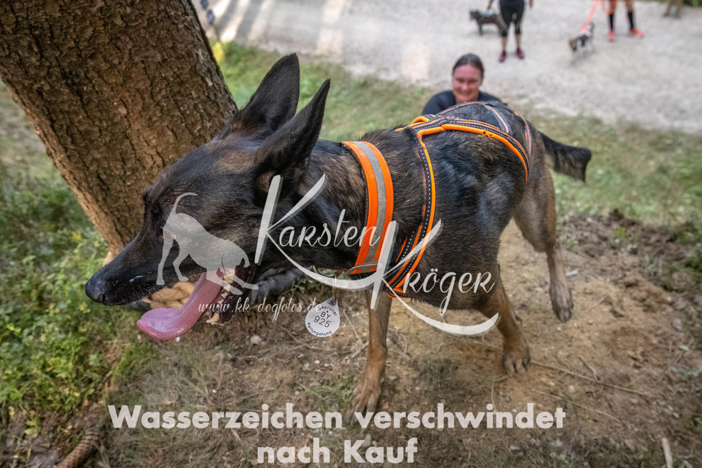 0950_ZZ93321-DeNoiseAI-low-light | kk-dogfotos