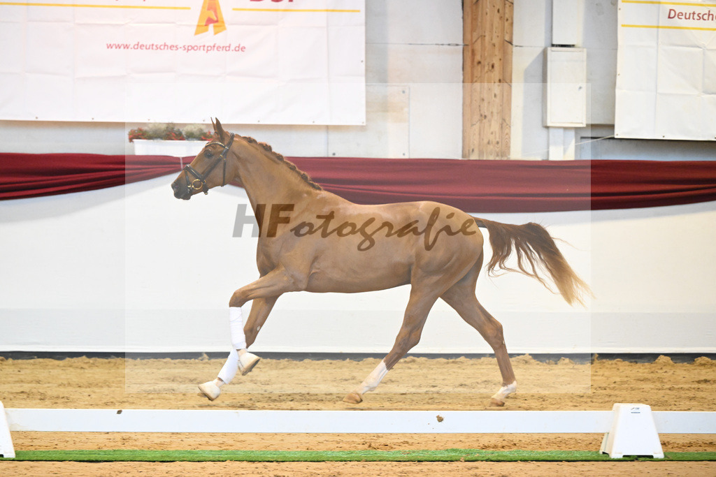 Kat-Nr. 57 v. Vivaldos_Regele_66222144 | hf-fotografie - Realisiert mit Pictrs.com