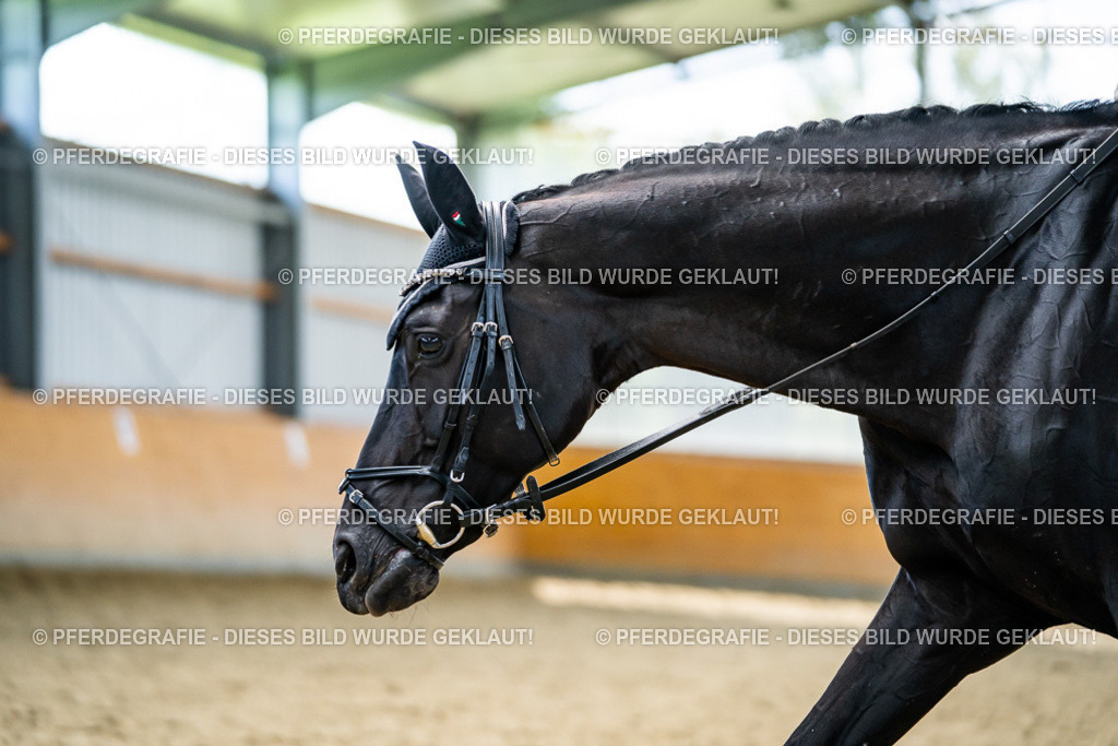 DSC05988 | Pferdegrafie