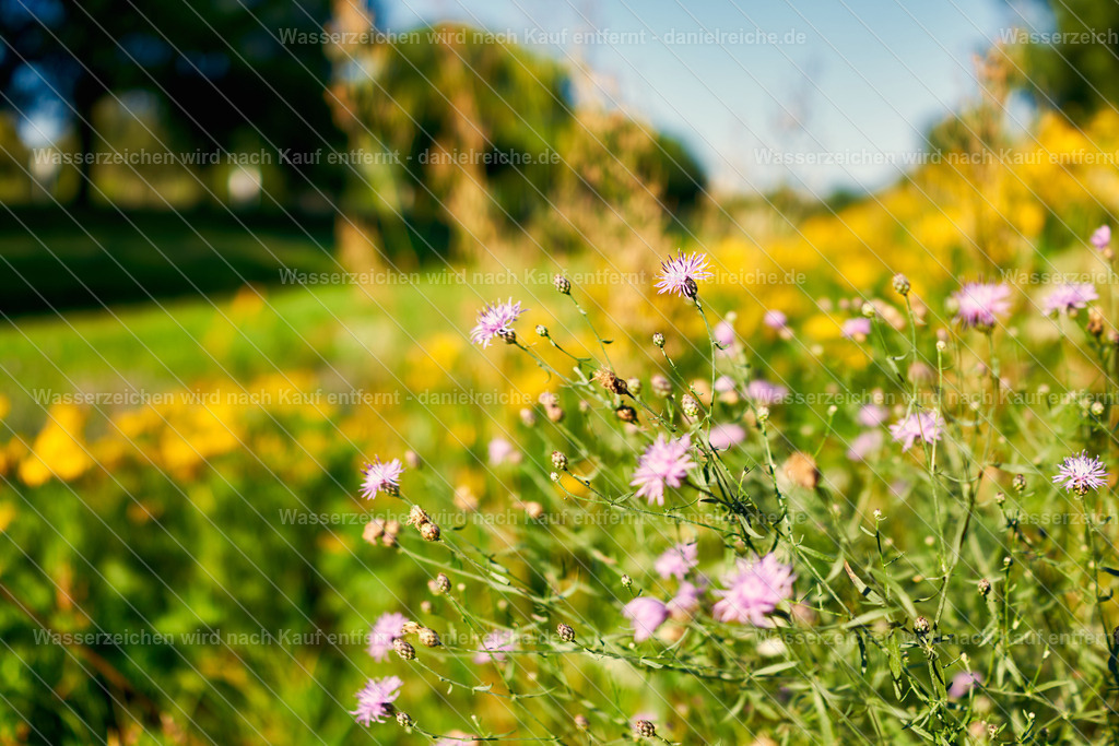 Grüner Saum Hoyerswerda - Nordteil an der Schwarzen Elster | Grüner Saum Hoyerswerda - Nordteil an der Schwarzen Elster - Realisiert mit Pictrs.com
