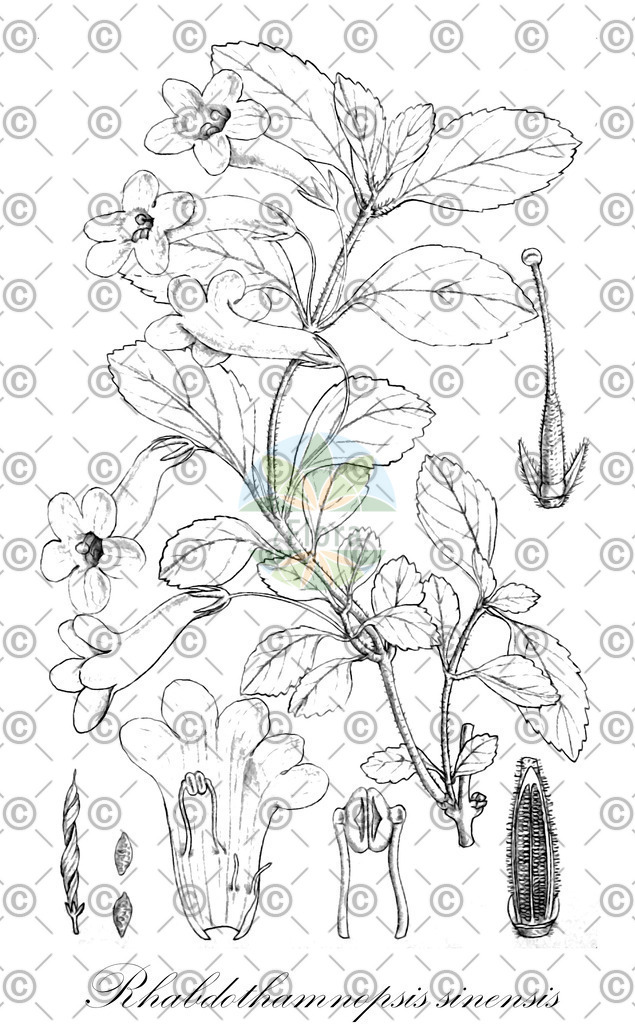 HistAbb_wfo-0001172399_1_ENZY_Simple | Historische Abbildung von Rhabdothamnopsis sinensis - Gesneriaceae | Historical Illustration of Rhabdothamnopsis sinensis - Gesneriaceae
