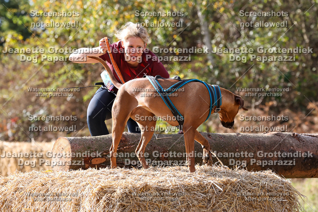 Dog Paparazzi - Strongdog 10-25-5797 | Dog Paparazzi Jeanette Grottendiek Fotografie & Videografie - Realisiert mit Pictrs.com