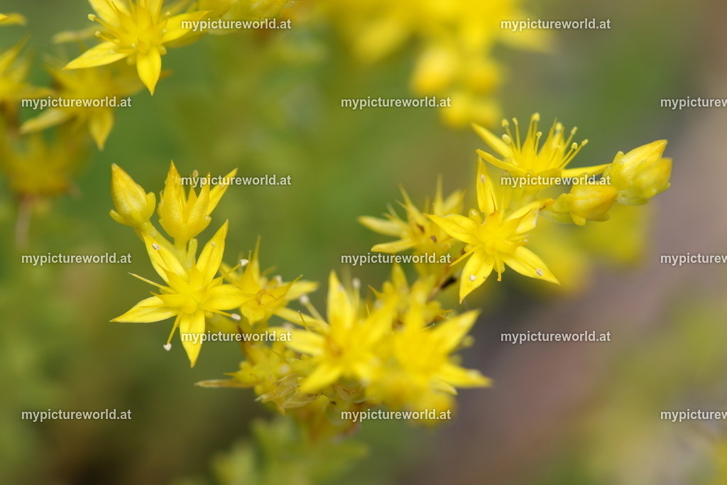 Scharfer Mauerpfeffer-001 | Das Bilderarchiv über Tiere, Planzen und Landschaften. In der Bilddatenbank finden Sie ein große Auswahl an hochwertigen Bilder für Ihre Werbung - Realized with Pictrs.com