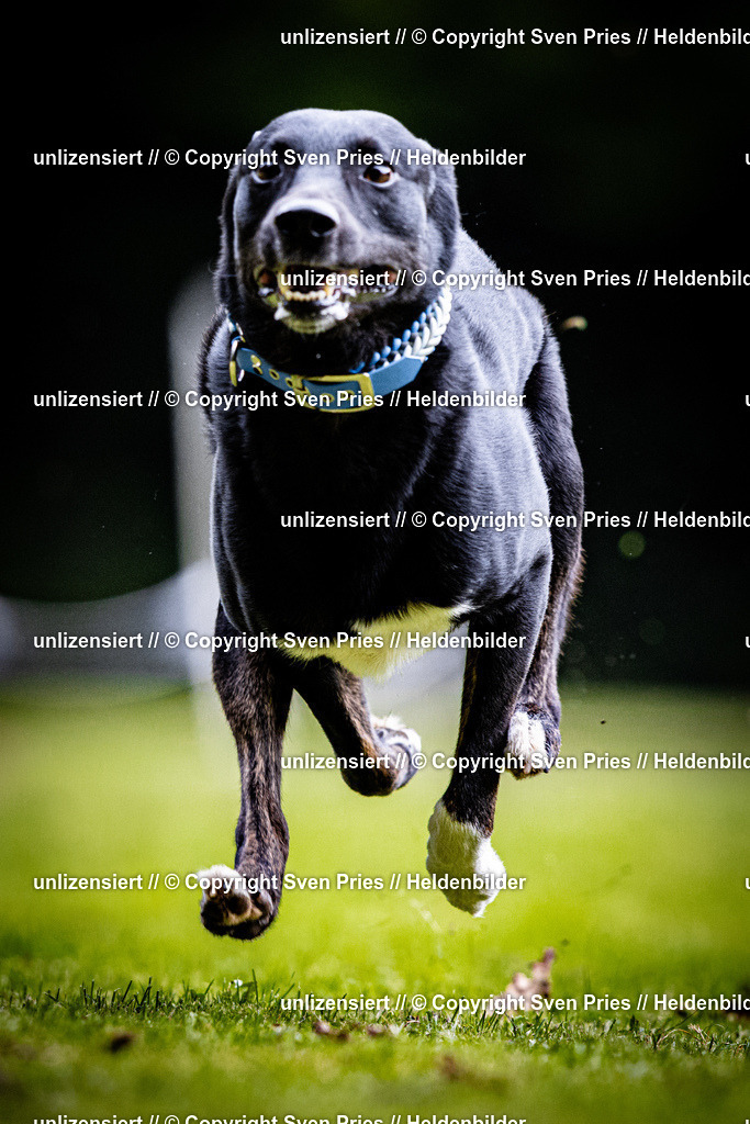 Sven Pries | 2025-10-03 - Hunderennen Obergrombach - Realisiert mit Pictrs.com