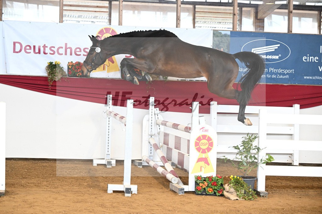 Kat-Nr. 5 Acira v. Adzaro de L Abbaye B_Lehr_16250831 | hf-fotografie - Realisiert mit Pictrs.com