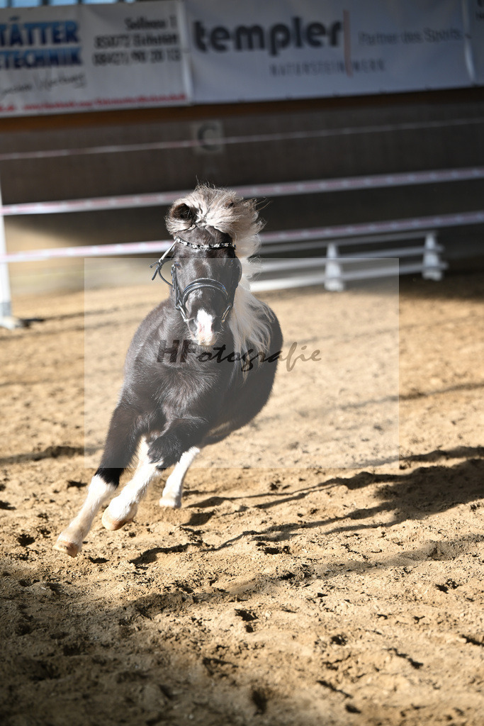 Kat-Nr. 11 SDH Bowies Painted Silver v. Rose Dancing Toreador_Gossing_49250423 | hf-fotografie - Realisiert mit Pictrs.com